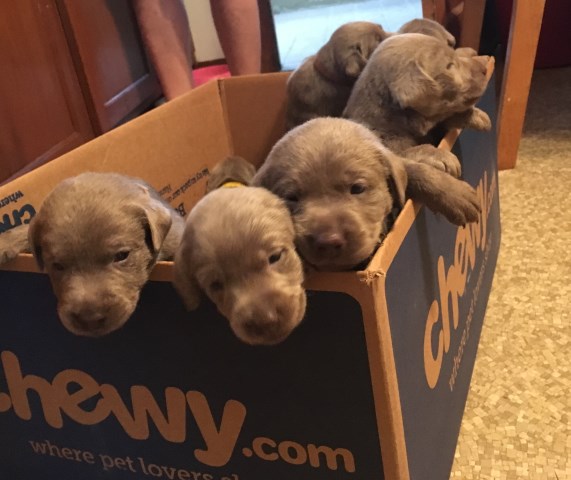 Silver Lab Puppies AKC Registered