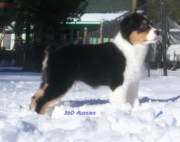 Australian Shepherd Dog puppy for sale + 64748