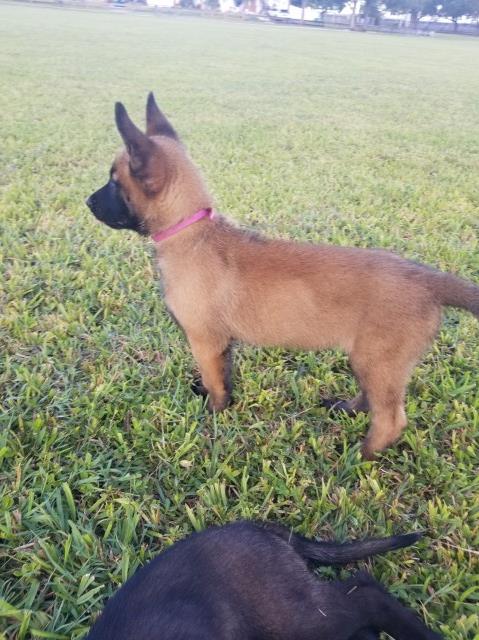 Belgian Malinois