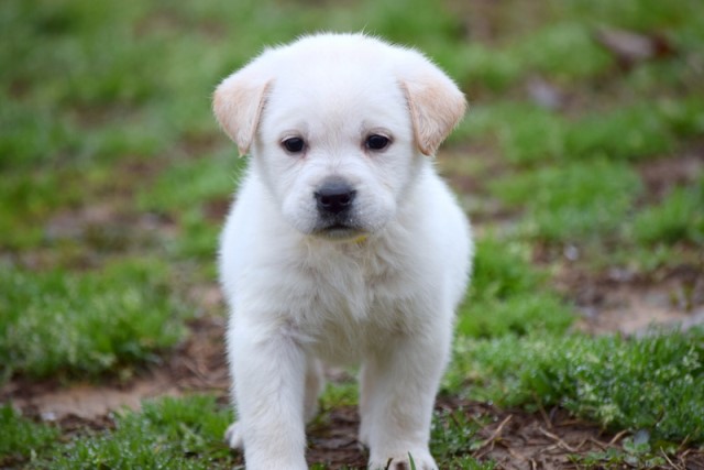 AKC Black, White, & Yellow Labrador Retriever Puppies