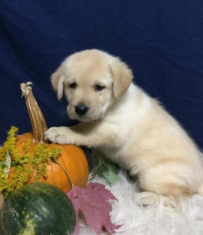 Labrador Retriever puppy for sale + 62346