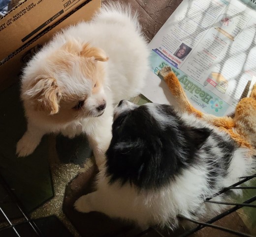 Pomeranian Puppy Litter