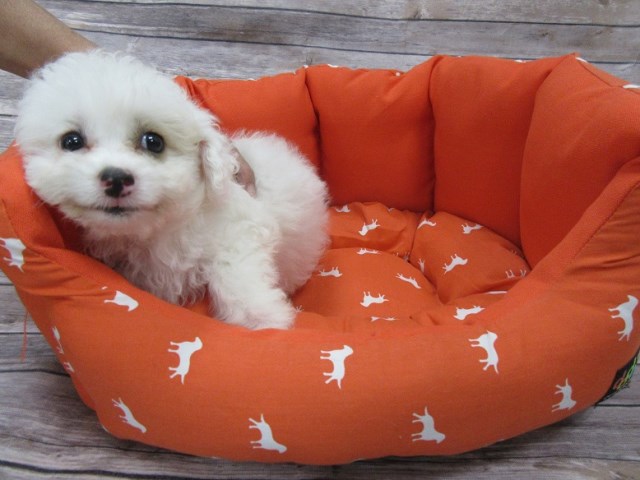 Maltese puppy for sale + 47008