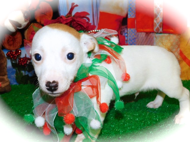 Jack Russell Terrier puppy for sale + 59699