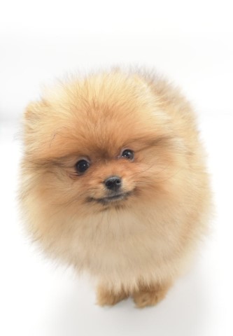 Purebred Pomeranian puppy BOY Charlie