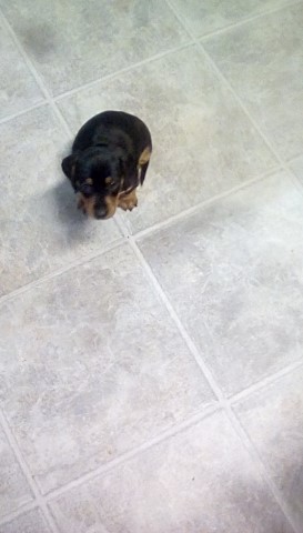 Dachshund puppy for sale + 64872