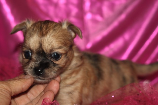 Chihuahua puppy for sale + 56907