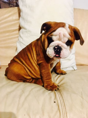 English Bulldog puppy for sale + 48194