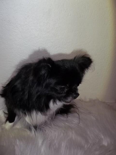 Chihuahua puppy for sale + 66986