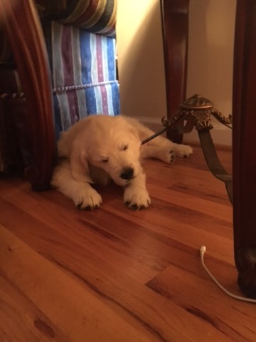 Golden Retriever Puppy Dog For Sale In Monroe Tennessee