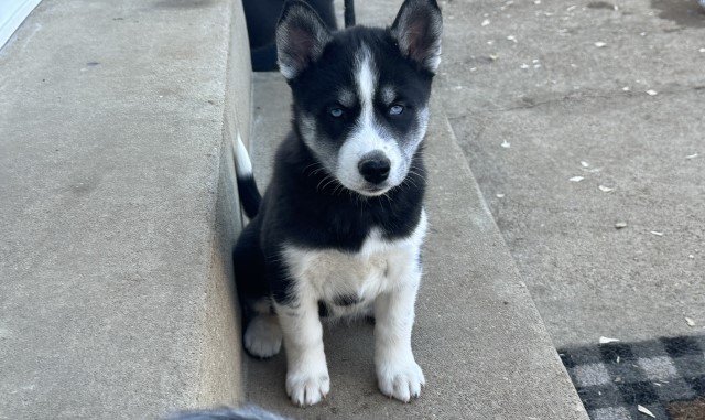 Siberian Husky puppy for sale + 65490