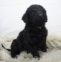 Goldendoodles for Christmas! Goldendoodle for sale/adoption