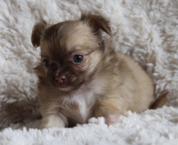 Chihuahua puppy for sale + 54022