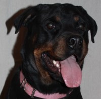 rottweiler rescue new mexico rottweiler puppies and dogs for sale adoption in new mexico freedoglistings rottweiler rescue new mexico rottweiler puppies and dogs for sale adoption in new mexico freedoglistings