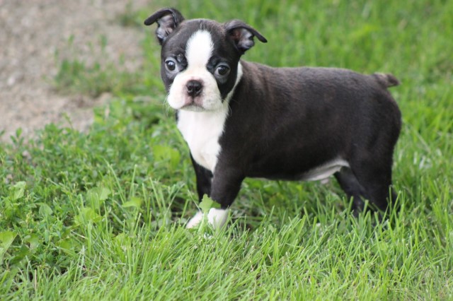 Boston Terrier puppy dog for sale in Charles City, Iowa