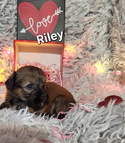 Havanese puppy for sale + 66399