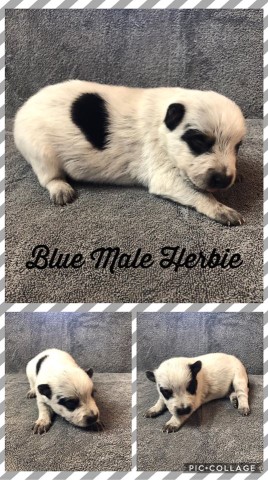 Australian Cattle Dog puppy for sale + 60443