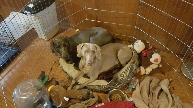 Weimaraner Silver Puppies for sale