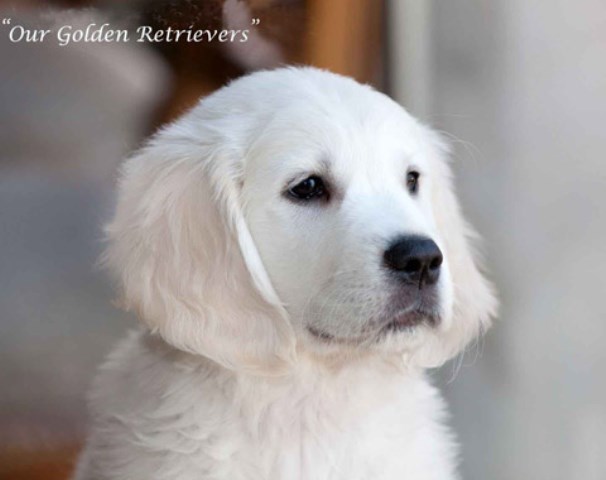 Golden Retriever puppy for sale + 58260