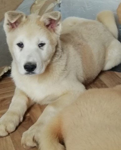 Akita puppy for sale + 53779