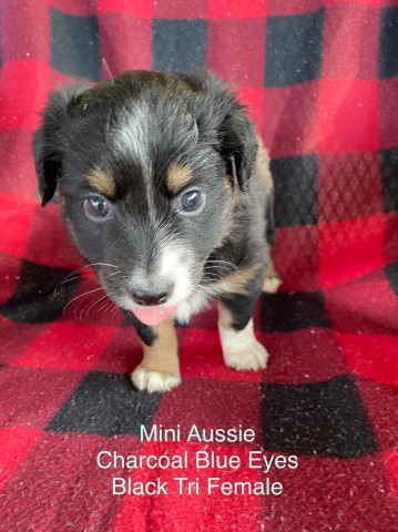 ASDR registered Miniature Australian Shepherd