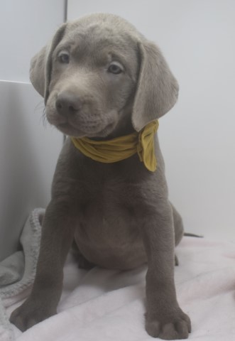 Labrador Retriever puppy for sale + 62593
