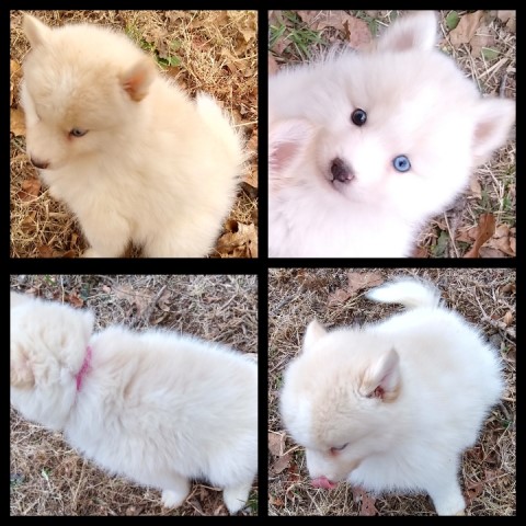 Pomsky puppy for sale + 61310