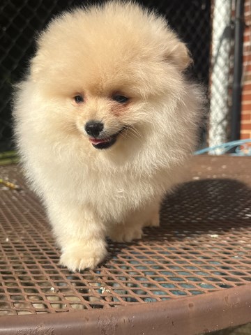 Pomeranian puppy for sale + 66491