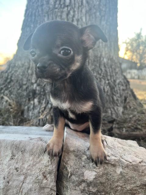 Chihuahua puppy for sale + 67034