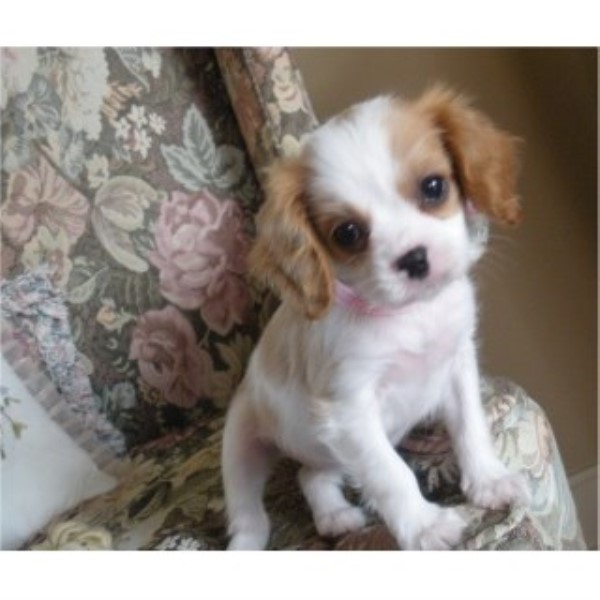 Cavalier King Charles Female