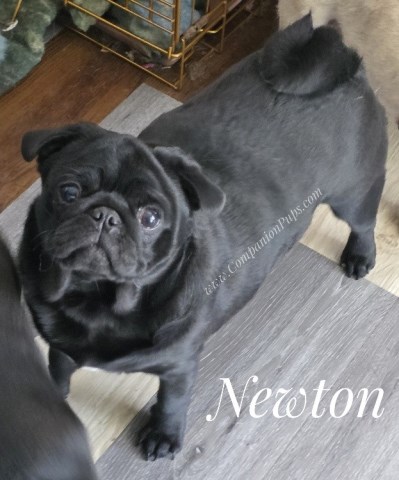 Newton - Black Male Pug - Older Puppy Skip the Puppy Stage!