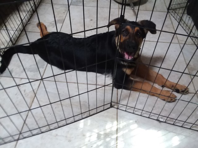 German Shepherd Dog puppy for sale + 53957