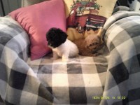 Poodle Toy thumbnail