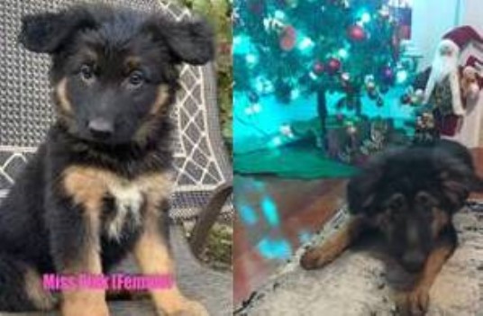 German Shepherd Dog puppy for sale + 64288