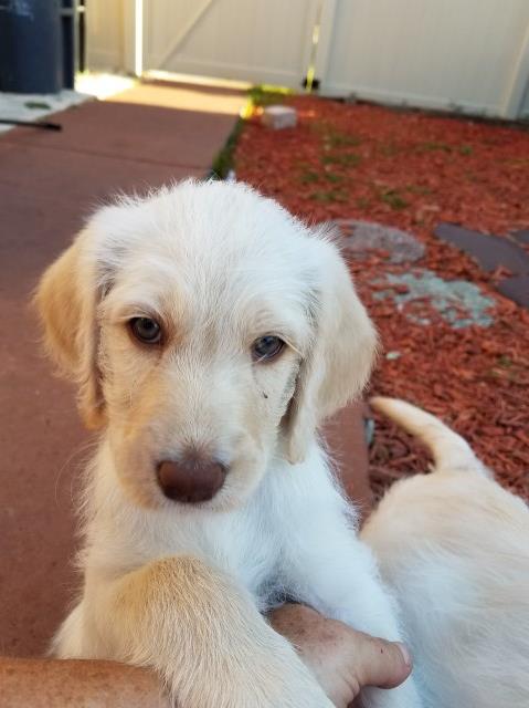 Labradoodle puppy for sale + 51781