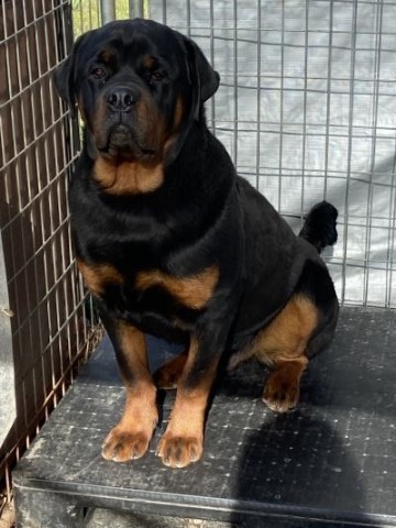 Rottweiler puppy for sale + 64411