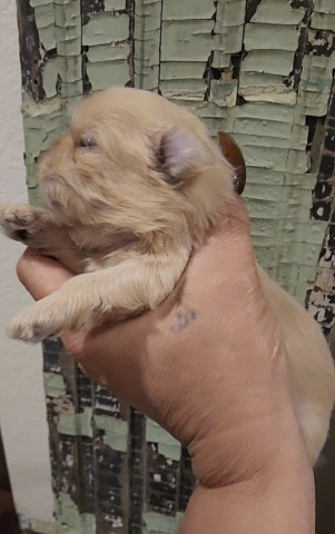 Shih Tzu puppy for sale + 64163