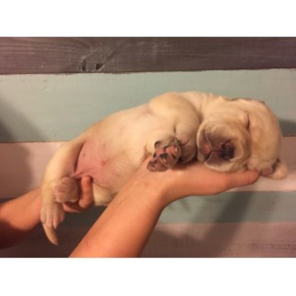 AKC Labrador Retriever Puppies For Sale $600