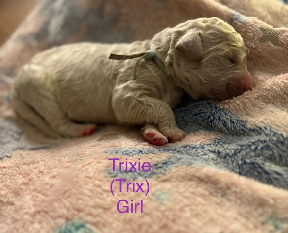 CKC Registered Goldendoodle Litter