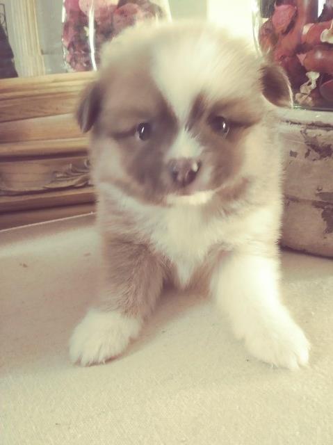Pomeranian puppy for sale + 54522