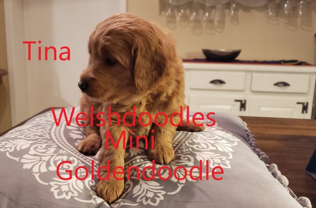 Welshdoodles.com Mini goldendoodle Tina