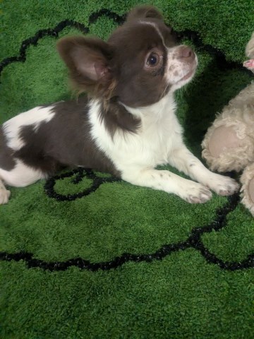 Chihuahua puppy for sale + 66982