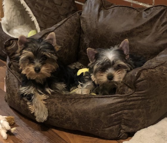 Yorkshire Terrier puppy for sale + 55300