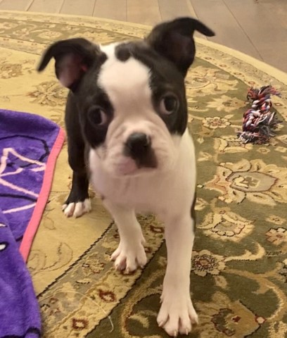 AKC Female Boston Terrier Puppy, Ready Now!!