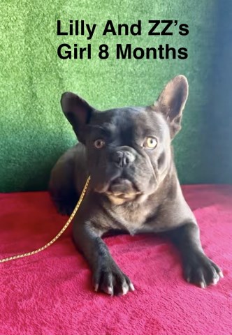 AKC Female Frenchie Pup