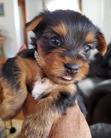 GiGi. Yorkie female puppy