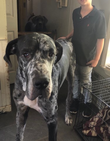 Great Dane puppy for sale + 58371