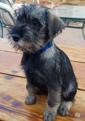 Standard Schnauzer puppy for sale + 49213