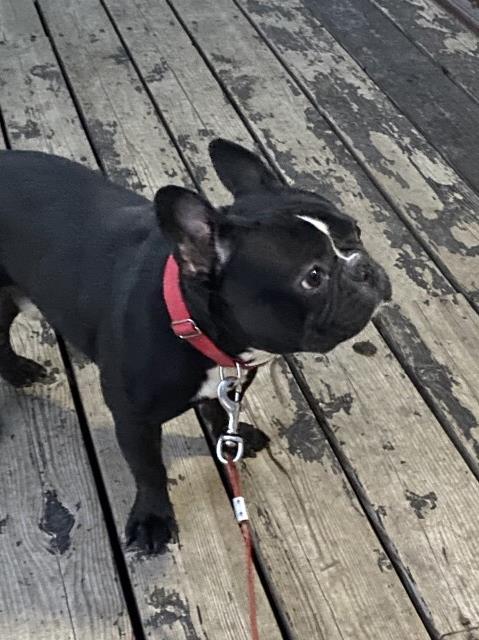 Male akc French bulldog