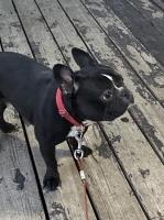Male akc French bulldog French Bulldog for sale/adoption